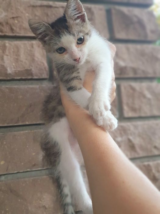 Віддам кошеня в гарні руки