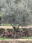 Vendo Oliveiras para jardim com várias hastes pra bonsai