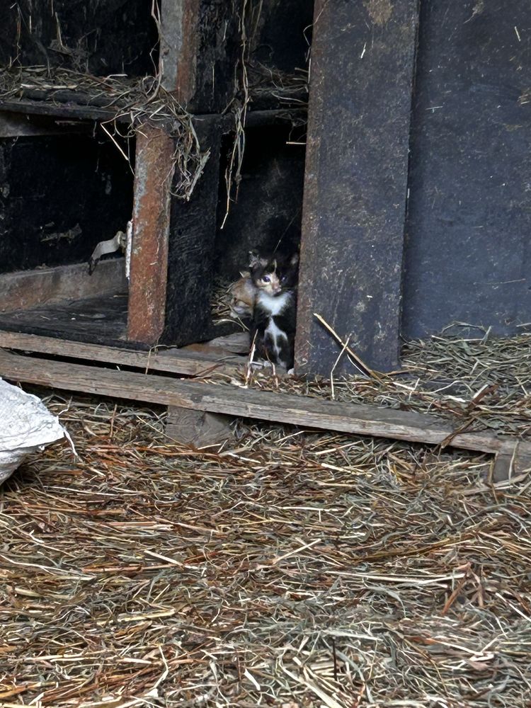 Oddam koty w dobre ręce