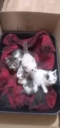 Gatinhos para adoção