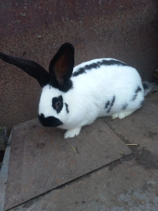 Молоді самки, породи строкач