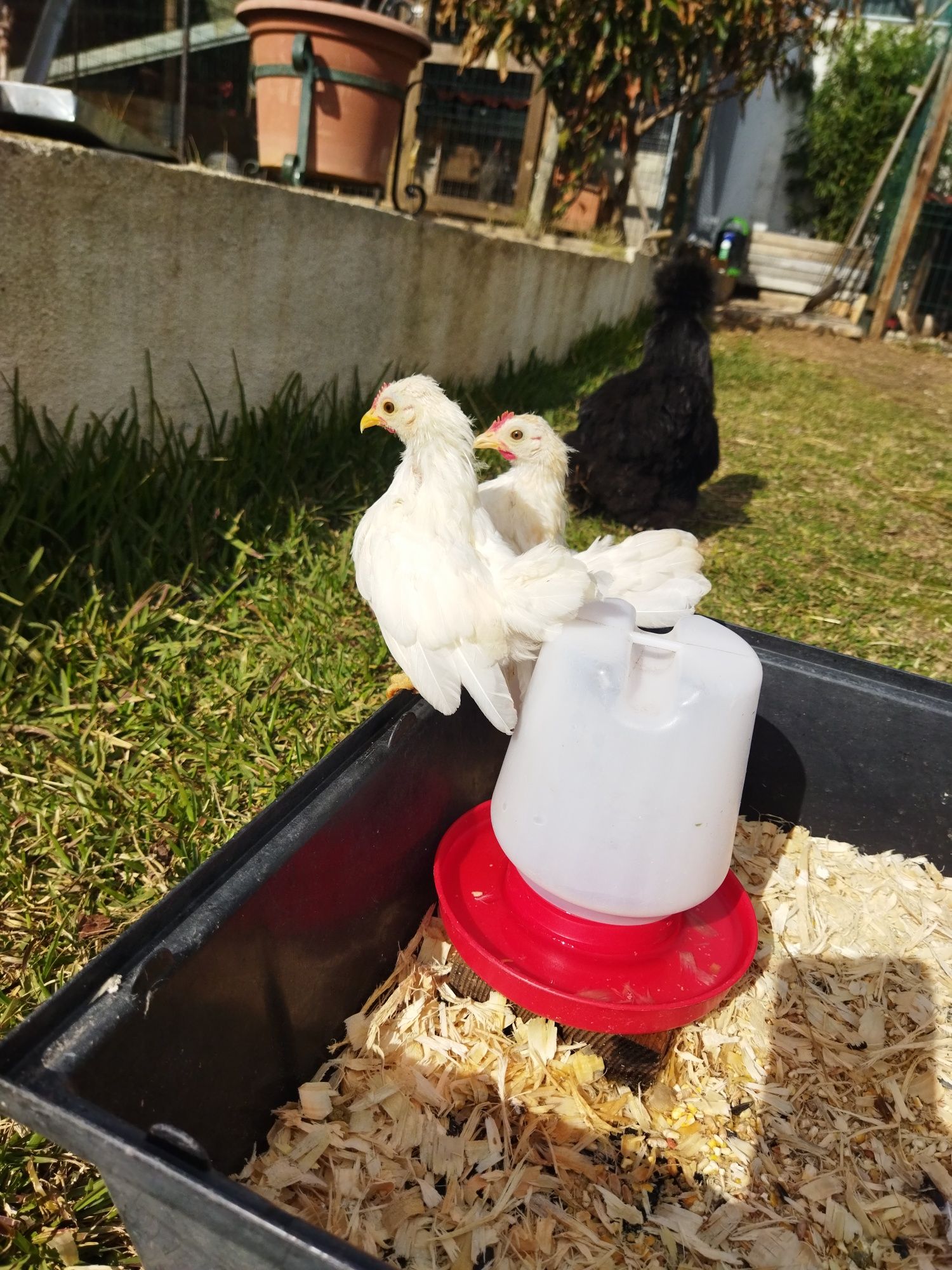 Galinhas raça Serama/Ovos