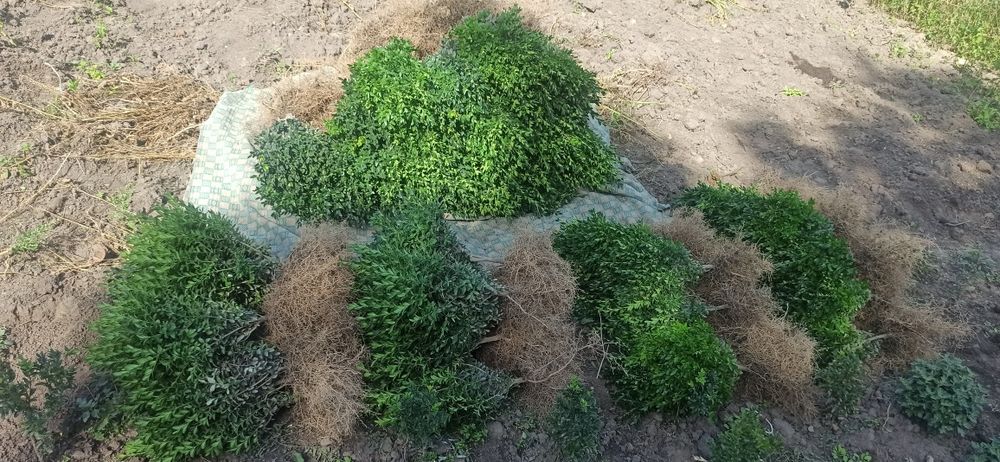 Продам сажанці замшиту.