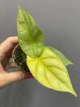 Alocasia Dragon Gold Alokazja