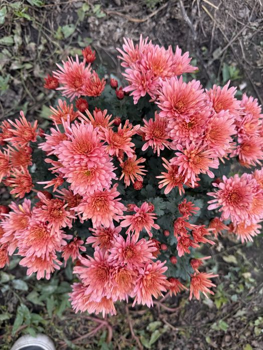 Хризантема мультифлора куляста