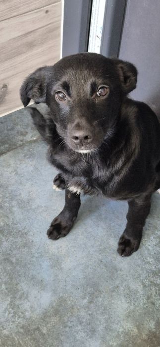 Szczeniak chłopczyk około 5 miesięcy