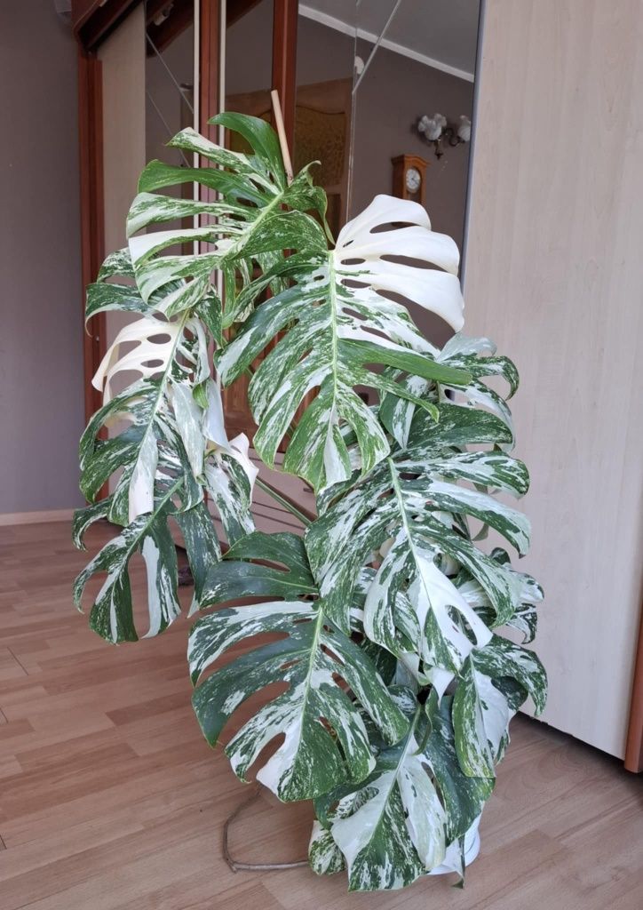 Monstera Variegata