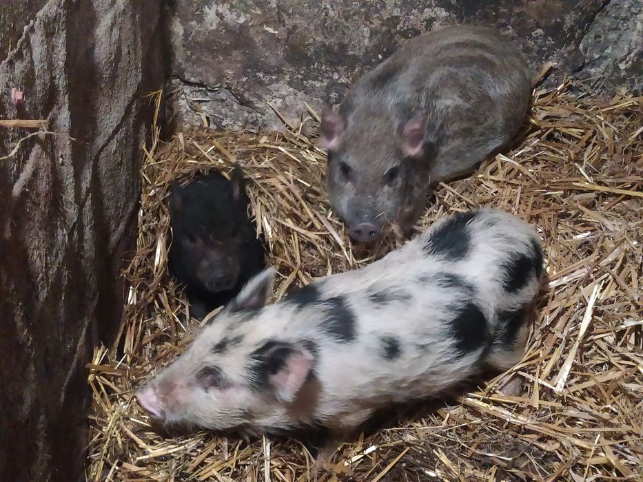 Продам поросята в'єтнамські