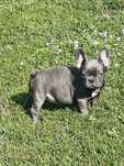 Buldog francuski aktualne