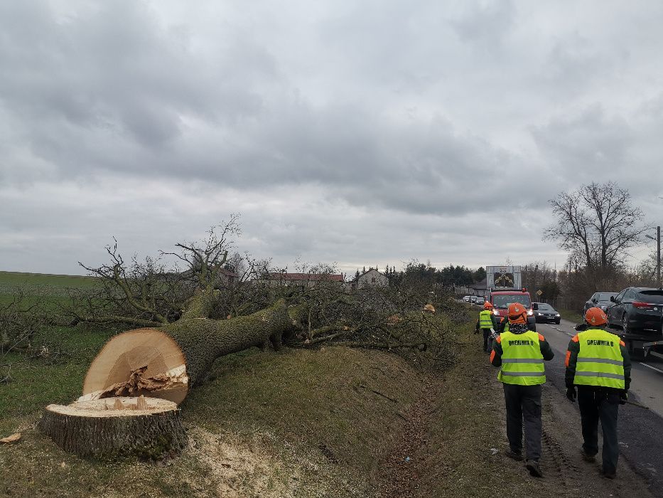 wycinka drzew  rembak  podnośnik koparka wywrotka hydroobsiew