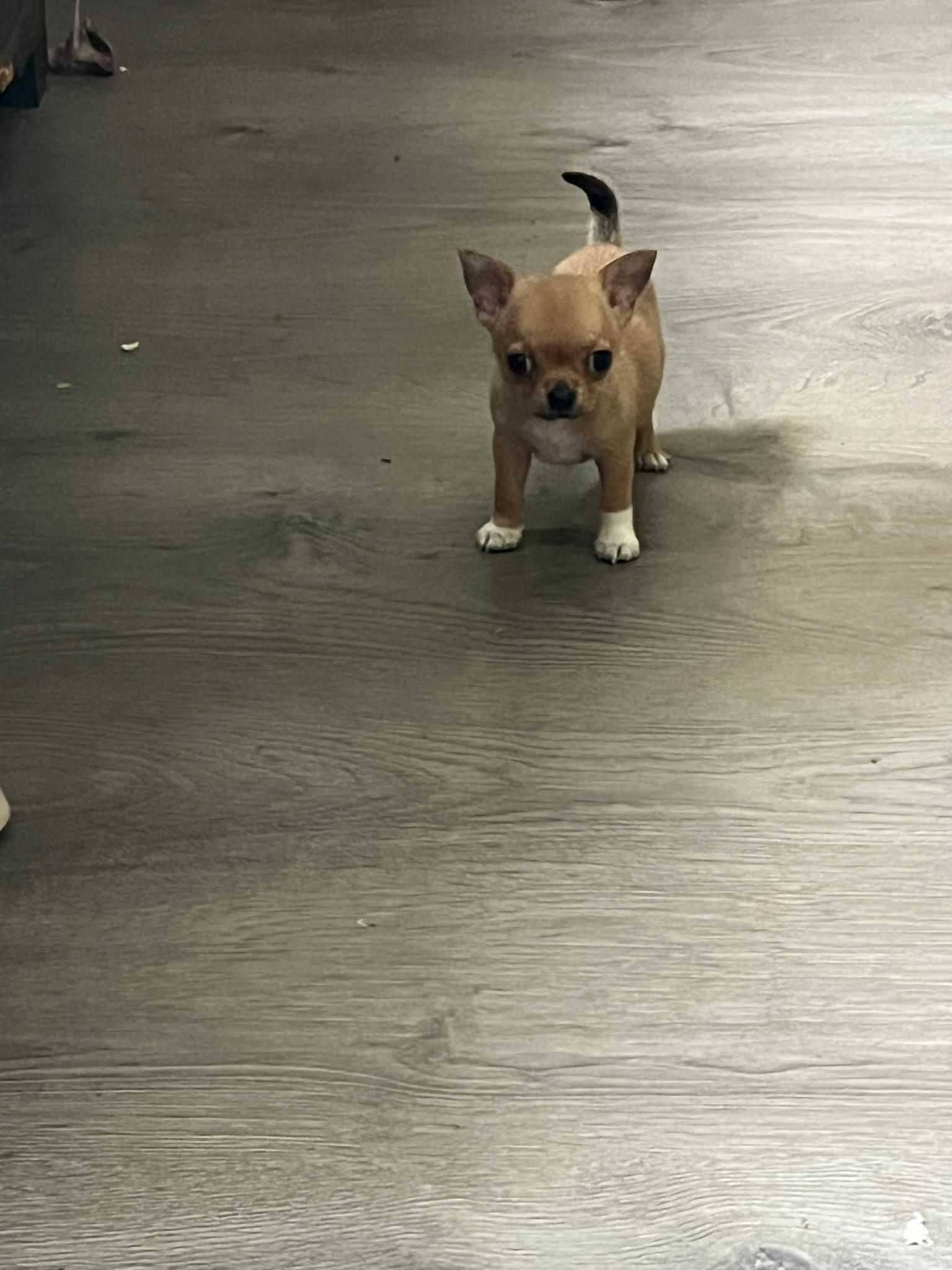 Miniaturowy chihuahua