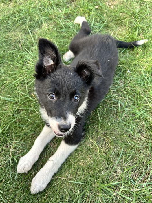 Suczka Border Collie - Rodowód - Gotowa do odbioru