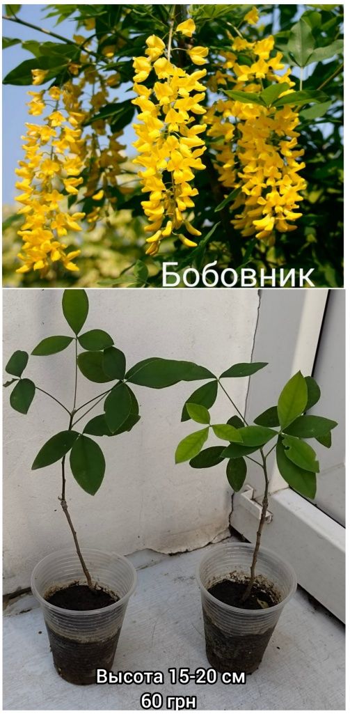Альбиция Summer Chocolate