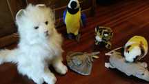 Peluches