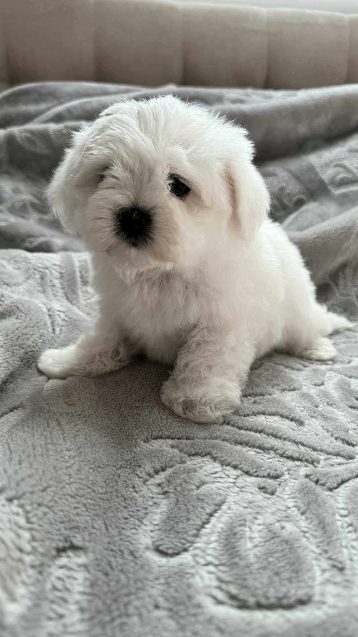 Mini Piesek Maltańczyk z Rodowodem Chłopczyk