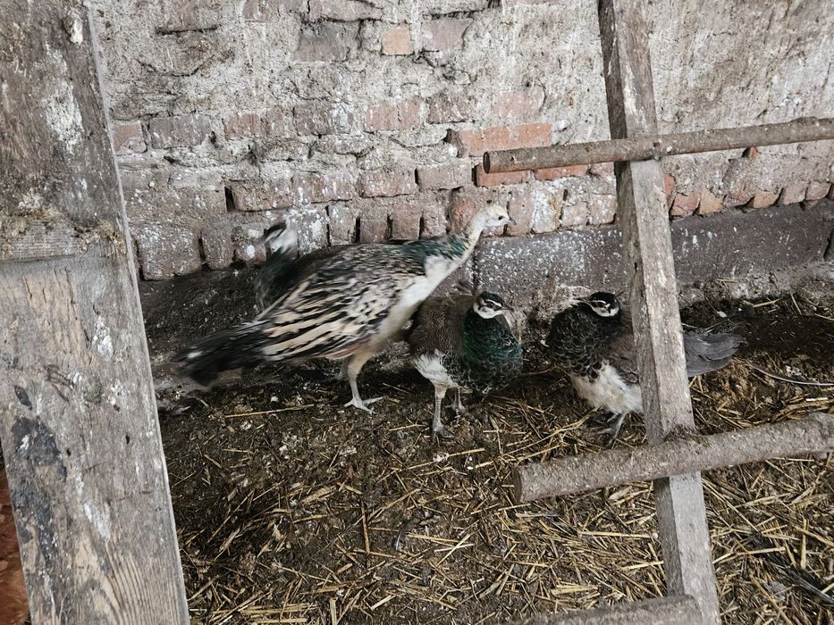 Paw czarnoskrzydły Samiec