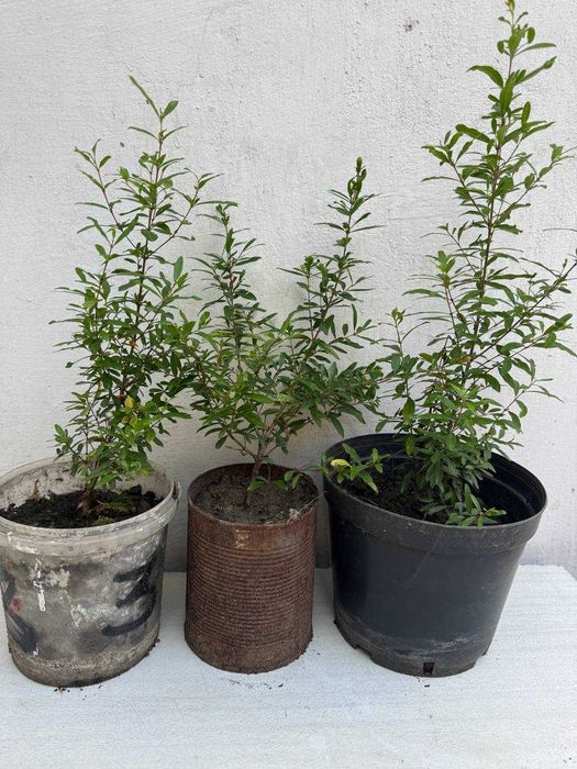 Карликовый гранат Нана (комнатный)