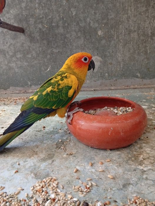 Aratinga Sol 2025 - Fêmea