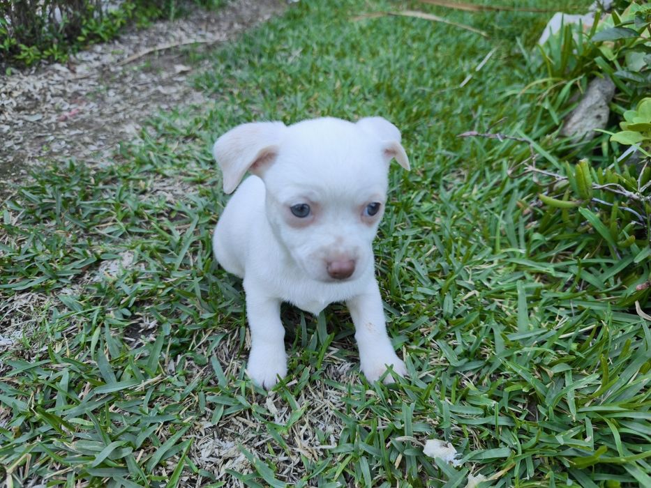 Chihuahua disponível para entrega imediata