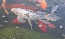 Karp koi Butterfly