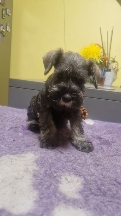 Szczenię sznaucera miniaturowego pieprz I sól  FCI