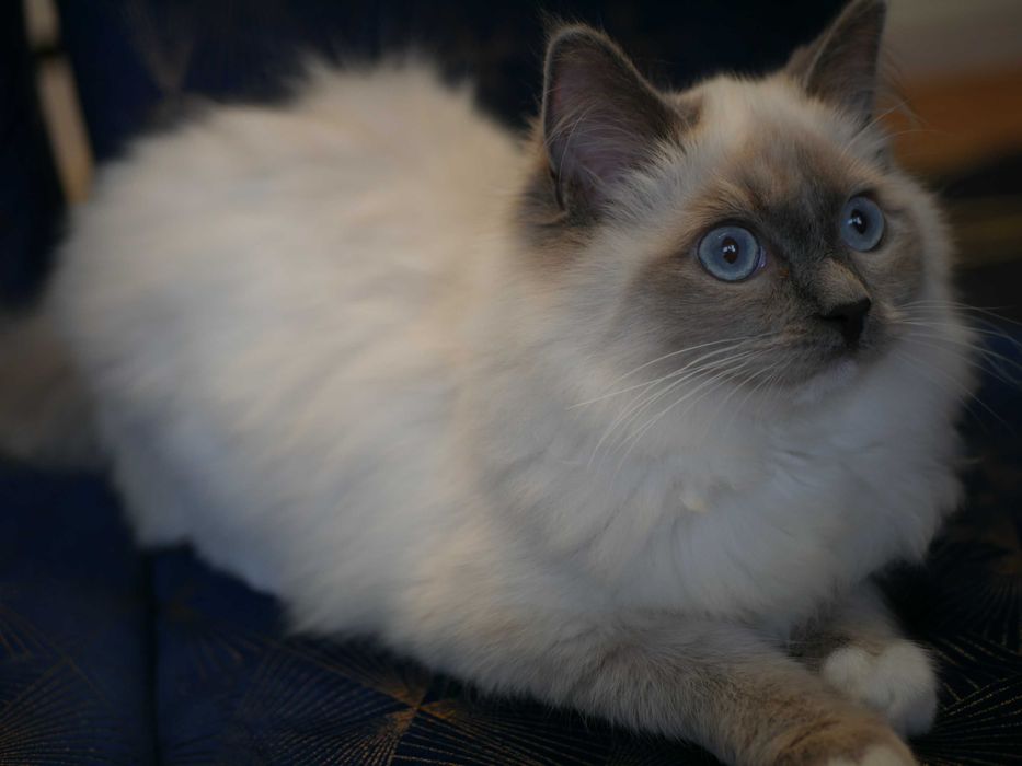 Kot Ragdoll po Championie ,FPL ,FIFE