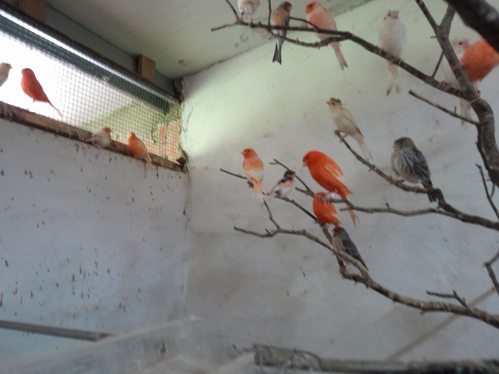 Canários vermelho intenso , arlequins e Ágata vermelho