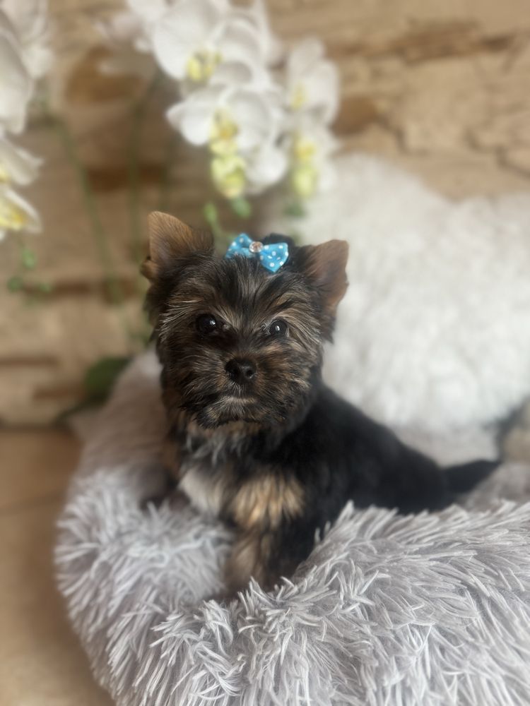 Yorkshire terrier piesek