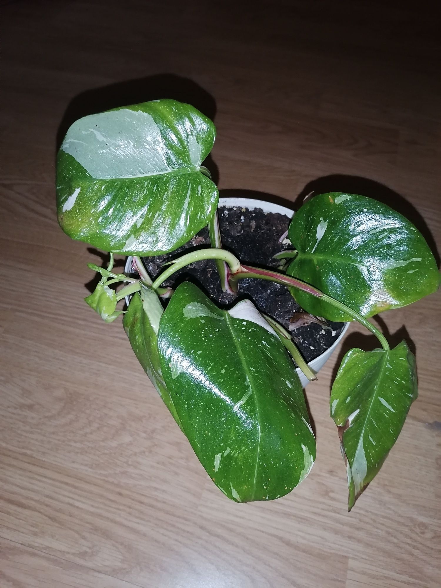 Philodendron White Princess