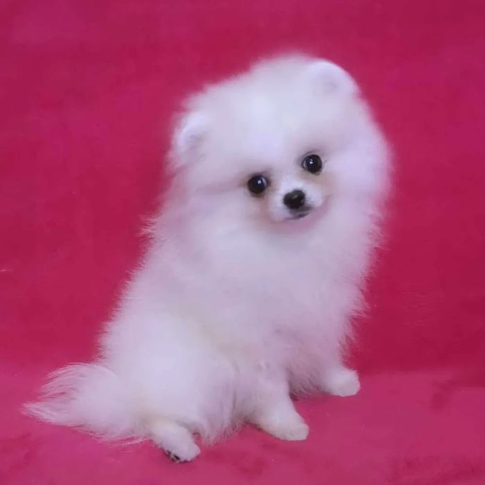 Miнi помераночка бiла с родоводом FCI. 4 мic. Доставка