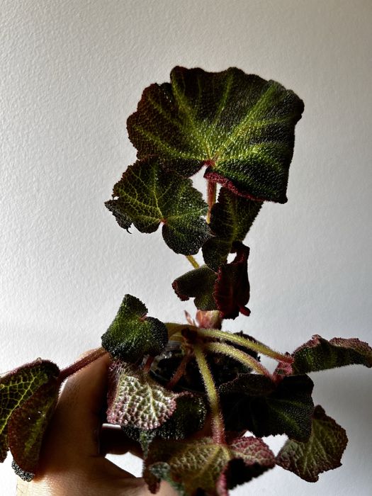 Begonia serrapitela, cleopatra, dali…