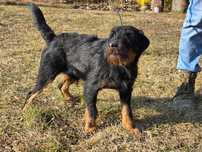 Tirex - terier niemiecki, jagdterier do adopcji