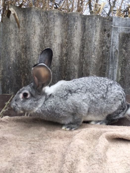 Кролиця, кролі кітна