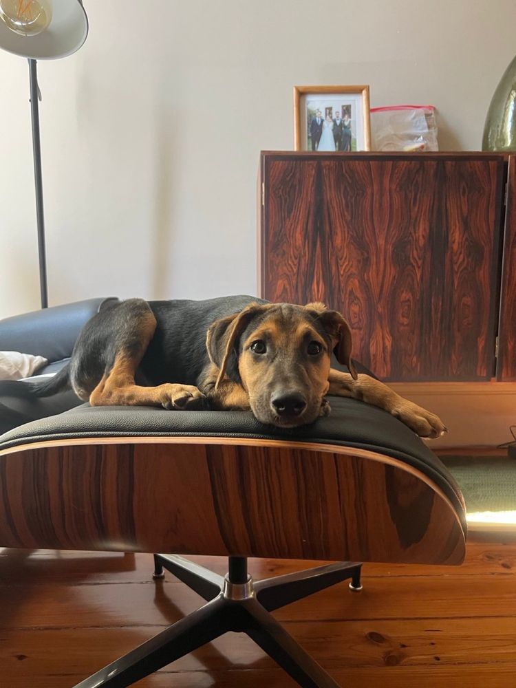 Cachorro para adoção