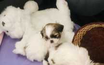 Shih tzu szczeniaczek