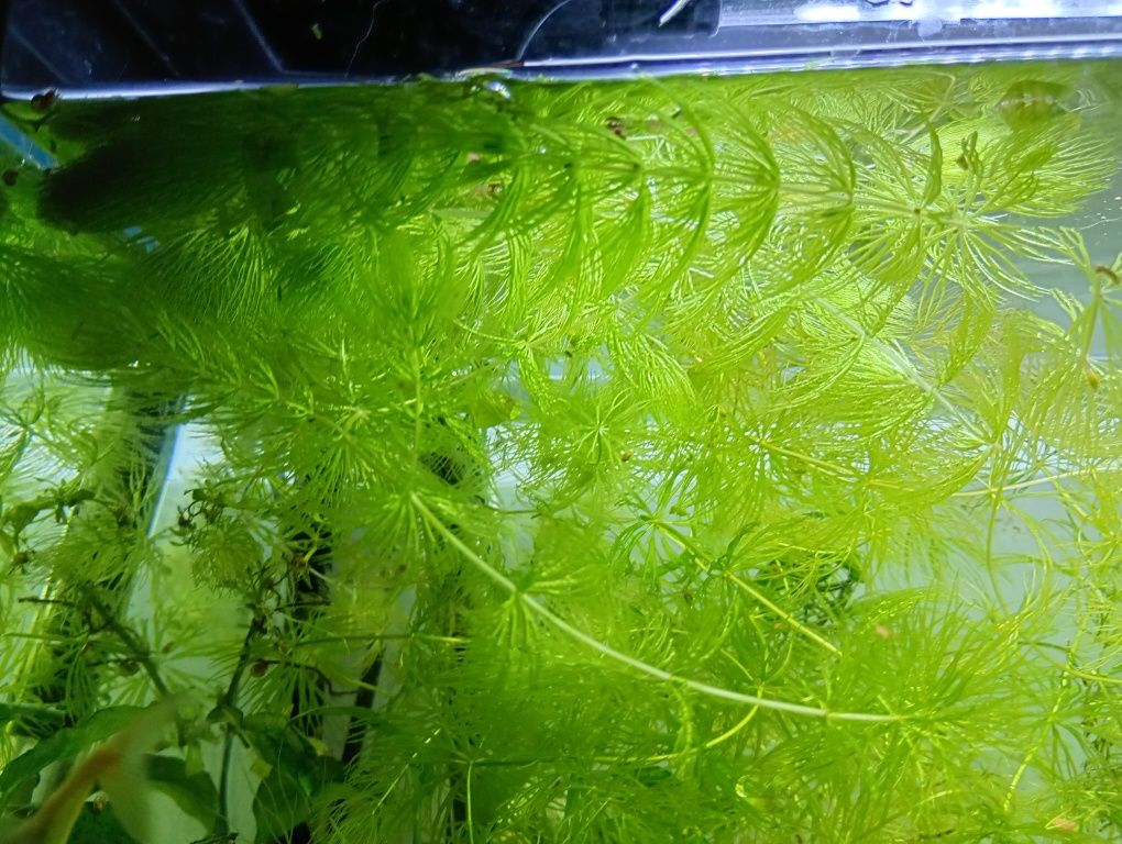 Planta de aquário Foxtail/Ceratophyllum demersum