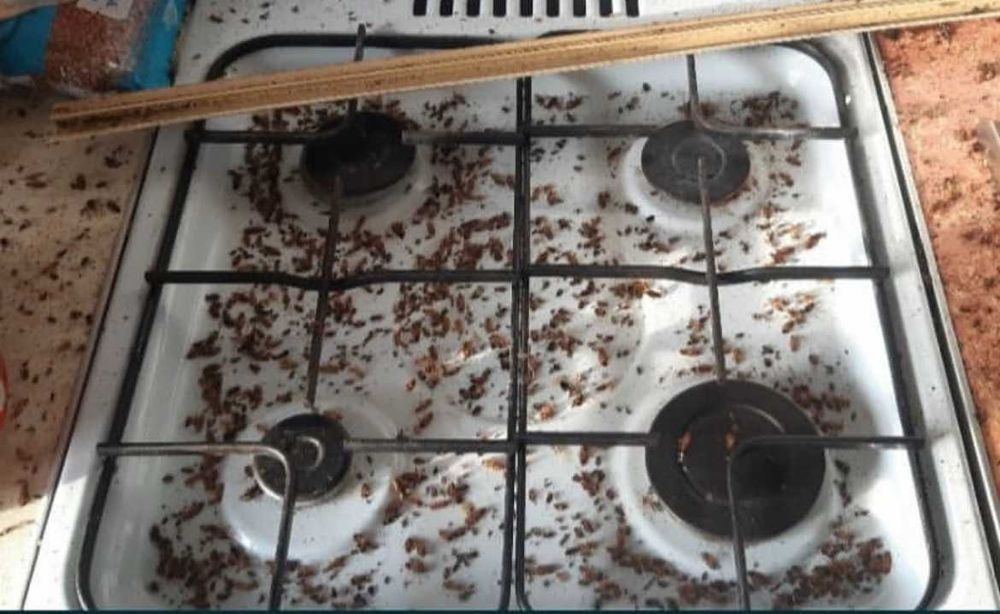 Уничтожение, травля тараканов, клопов, клещей, крыс, Дезинфекция Днепр