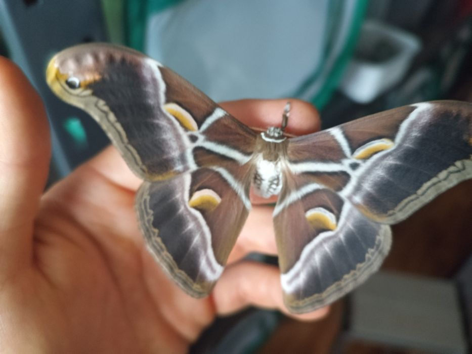 Samia Cynthia ricini zebra jajka larwy gąsienice ćma motyl