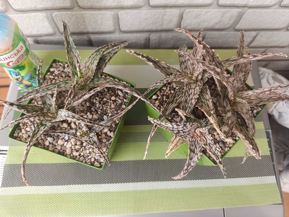 Алоє алое гібрид кімнатна квітка суккулент сукулент