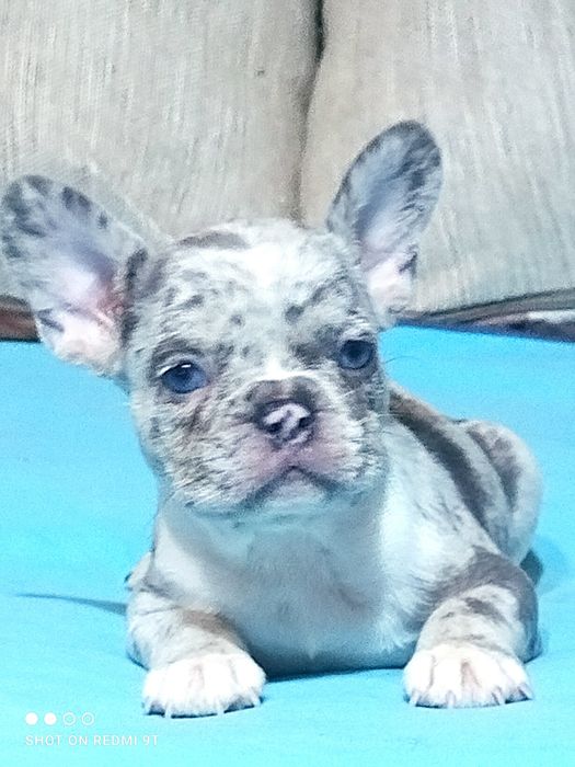 Малыши французы.