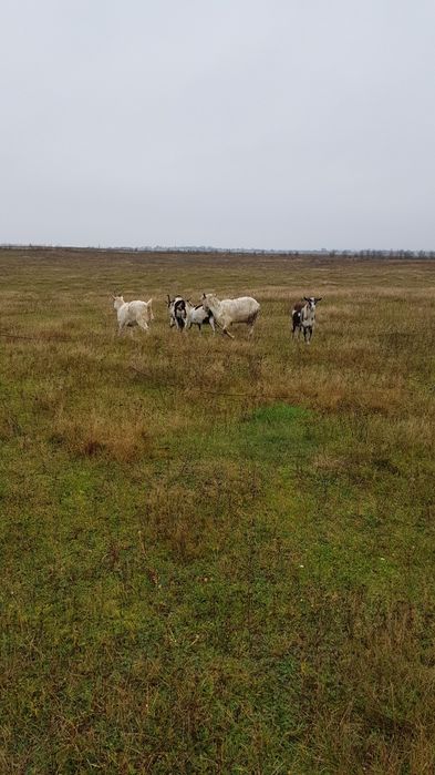 Продам козли річного віку