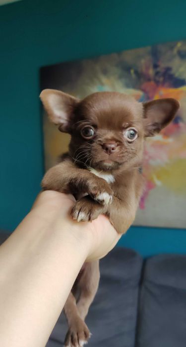 ZAREZERWOWANA Malutka Czekoladowa Dziewczynka Chihuahua ZKwP FCI