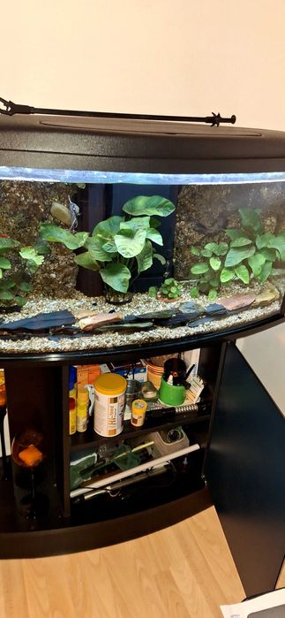 Vendo Aquario 200 litros personalizado