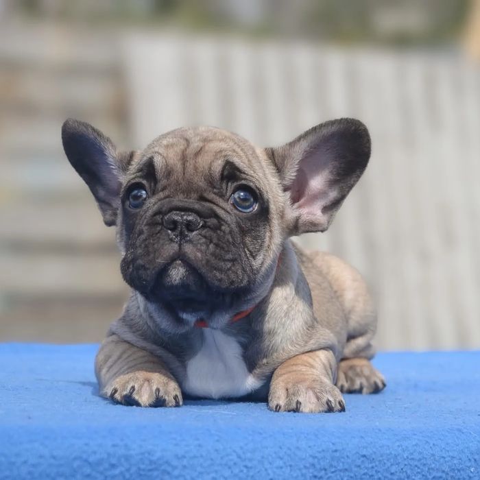 Палевые щенки с документами КСУ