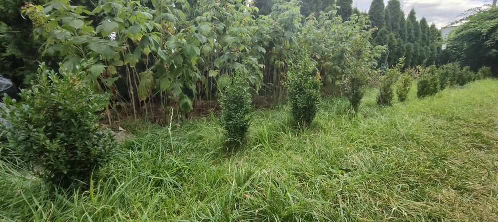 Bukszpan wiecznie zielony od 40cm do 95cm