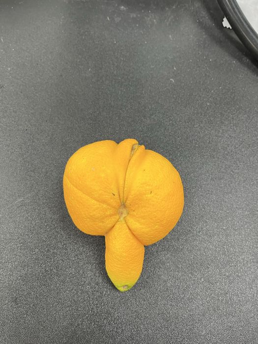 Laranja hermafrodita. Natural com formato peculiar