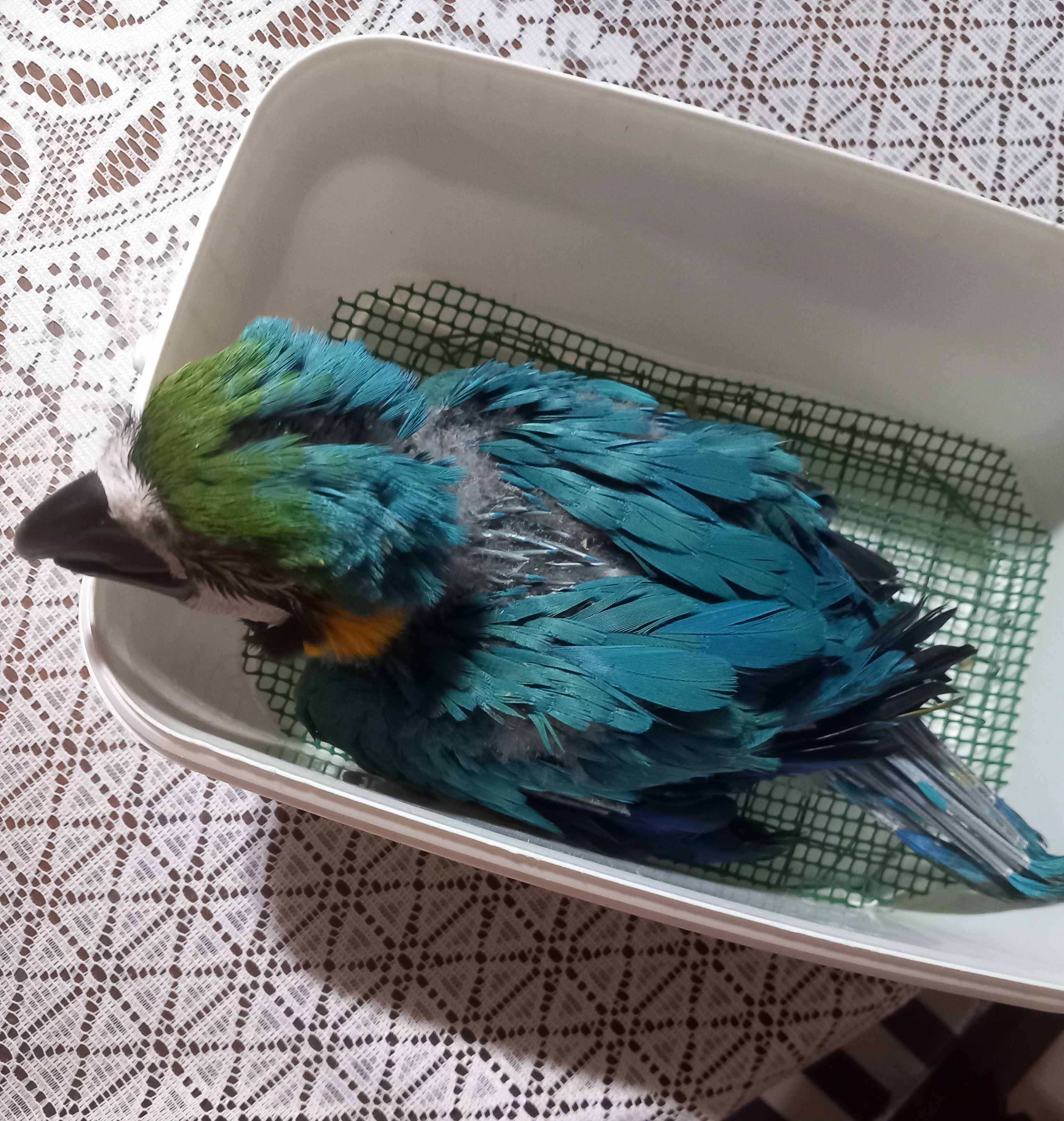 Arara ararauna bebé 8 semanas