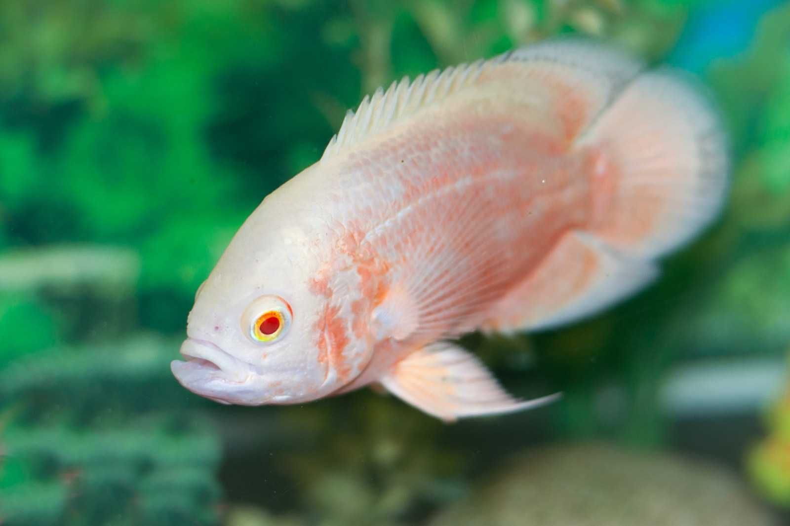 Pielęgnica pawiooka odmiana RED ALBINO - Astronotus - dowóz, wysyłka