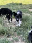 Szczenię pies Border Collie