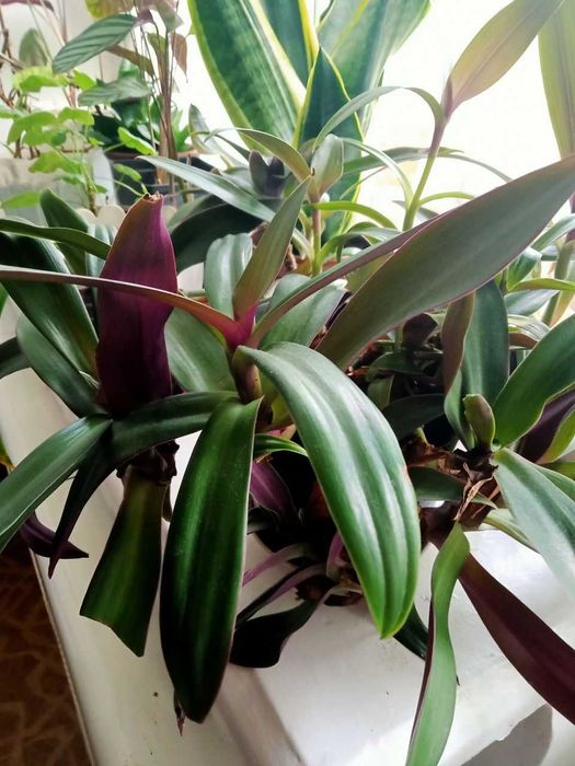 Традесканція альбіфлора, рео, колізія